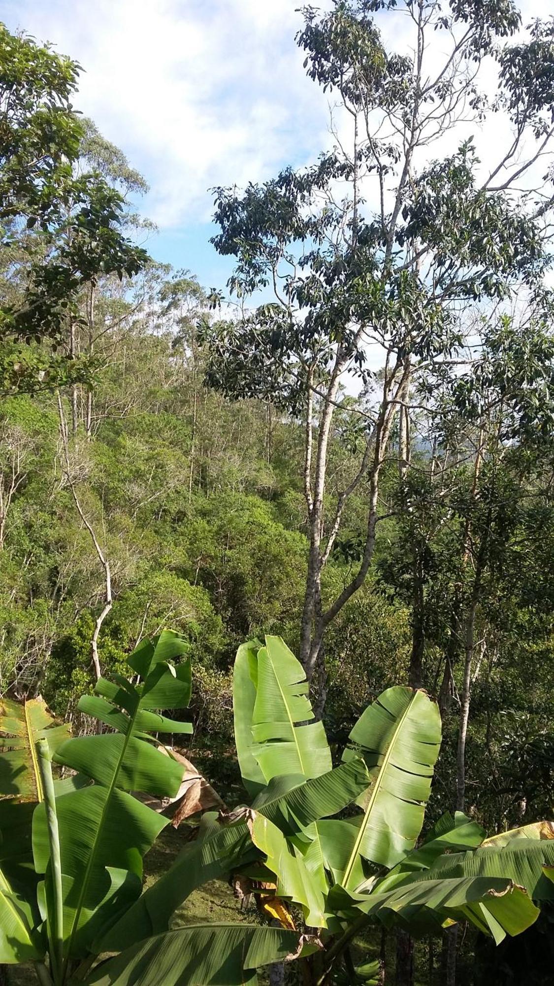 Kitnet Em Meio A Mata Atlantica Juquitiba Eksteriør bilde